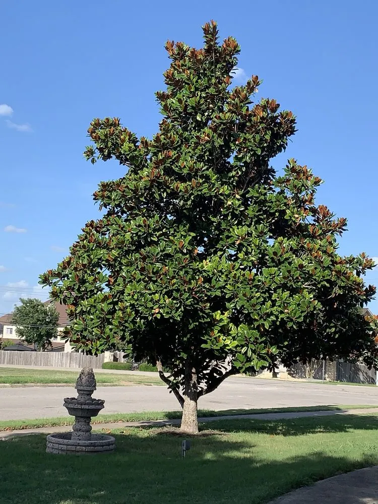 Trusted landscape installation in Pflugerville, TX - J and R Lawn Services