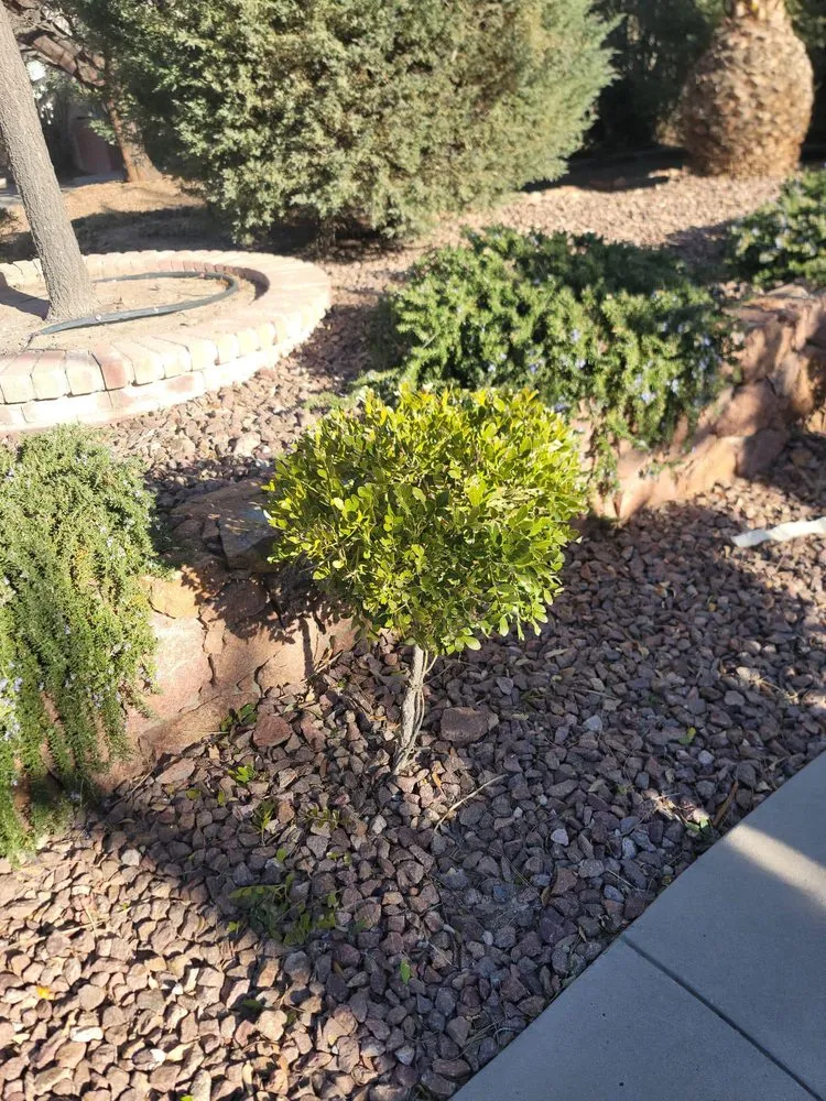 Reliable landscape design in El Paso, TX by J B Lawn Care