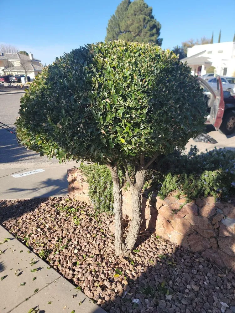 Professional lawn care service in El Paso, TX by J B Lawn Care