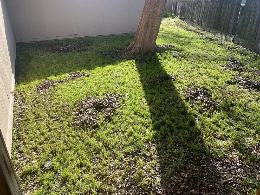 Expert landscaping services in Fresno, CA - J B Lawn Maintenance