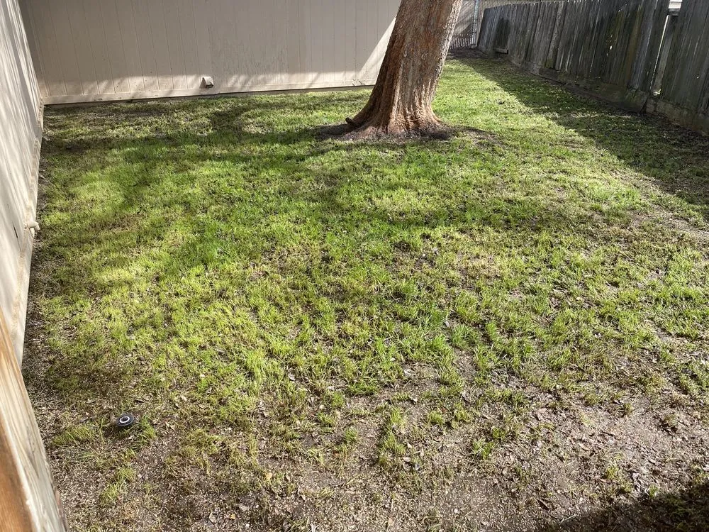 Professional yard maintenance experts serving Fresno, CA - J B Lawn Maintenance