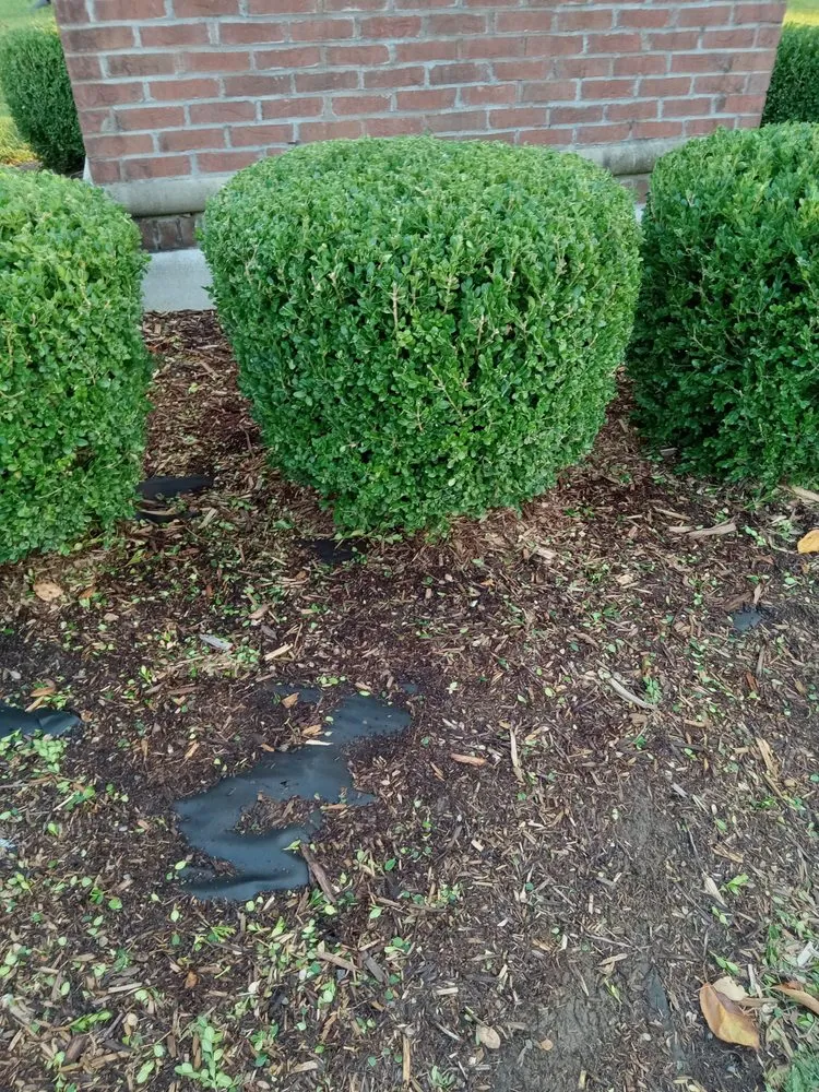 Affordable yard maintenance in Jeffersonville, IN by J &B Lawscaping