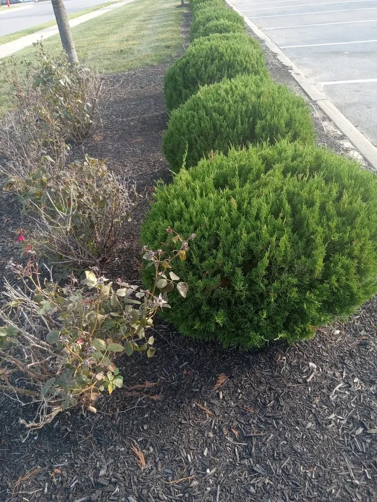 Local lawn mowing service in Jeffersonville, IN - J &B Lawscaping