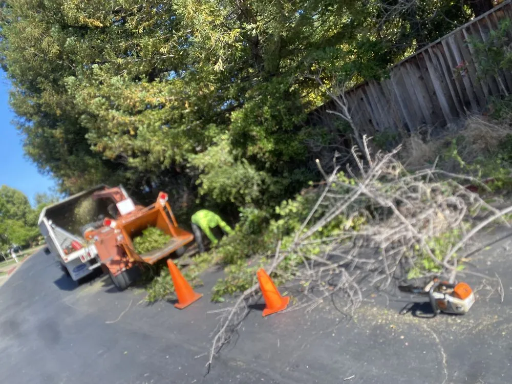 Affordable garden landscaping for year-round maintenance in Richmond, CA by J B S Landscaping and Tree Services