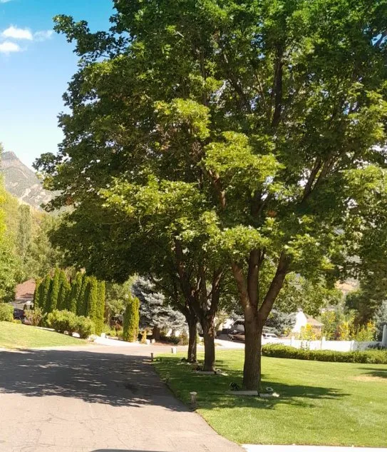 Professional landscaping services experts serving South Jordan, UT - J Barnaba Landscaping