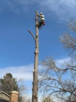 J-Bear's Tree Care and Landscaping Logo