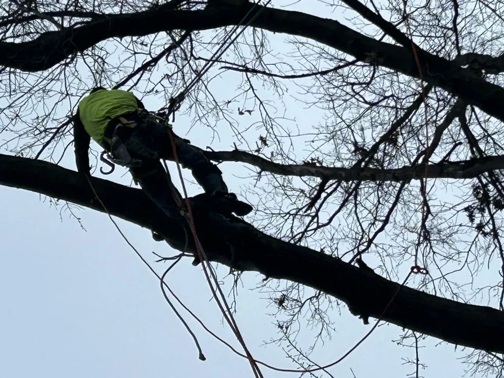 Expert lawn care service in Newbury Township, OH - J-Brid Tree and Hardscapes