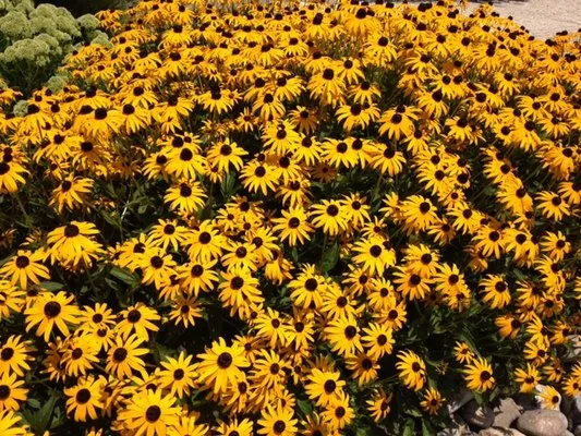 J Bucci Landscape & Pavers