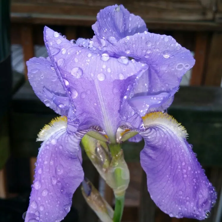 Top-rated yard maintenance near you across Vienna, VA - J Byron Landscaping