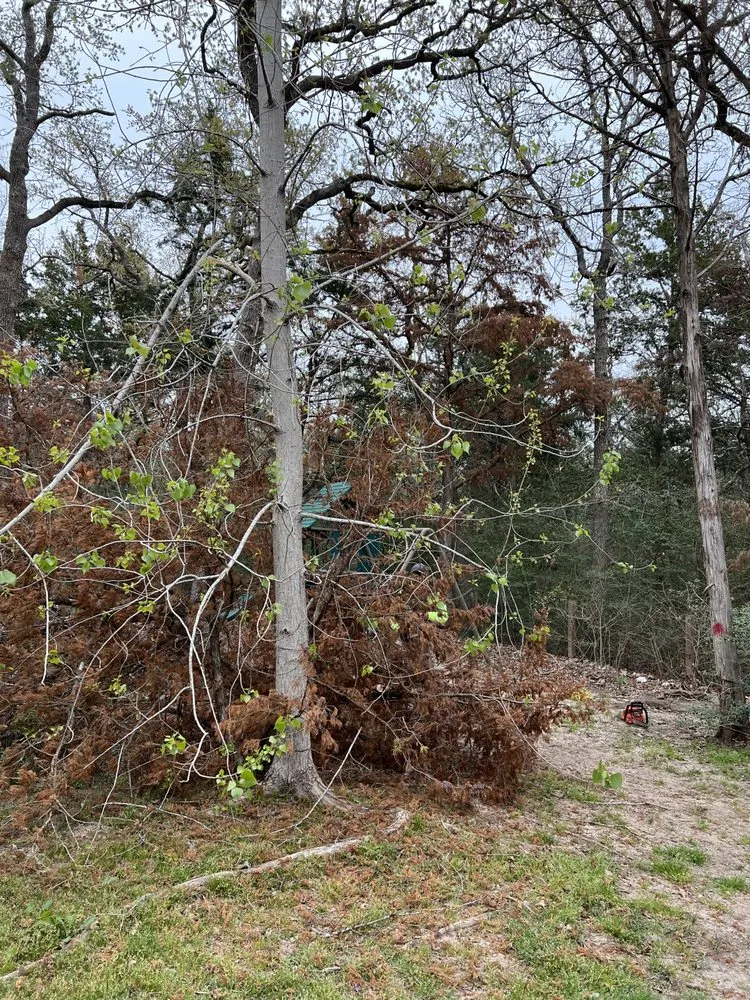 Reliable landscape design for beautiful yards across Bryan, TX - J C A S