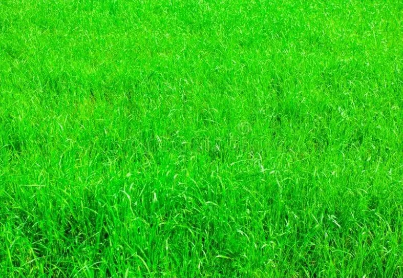 Trusted landscape installation in DeLand, FL by J-C Maintenance & Landscape