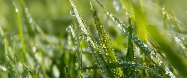 J. Canas Lawn & Landscaping Logo