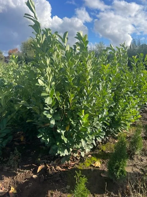 Expert landscape design experts serving Beaverton, OR - J Castillo Landscaping