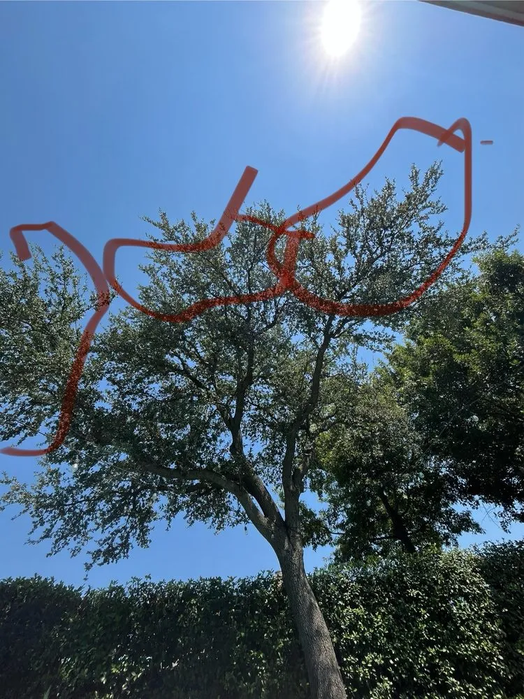 Top-rated lawn care service in Irving, TX - J Chavez Tree & Landscaping