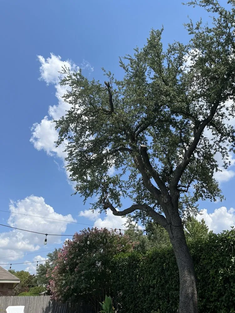 Expert landscape design near you across Irving, TX - J Chavez Tree & Landscaping