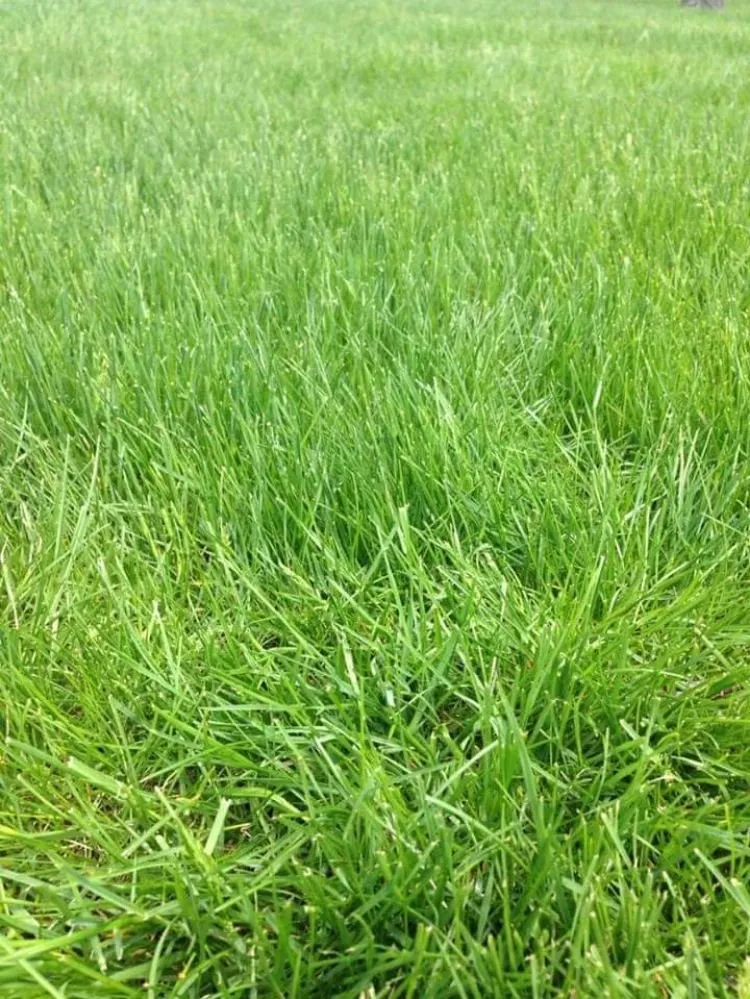 Reliable lawn mowing service in Port Huron, MI - J Crew Yards
