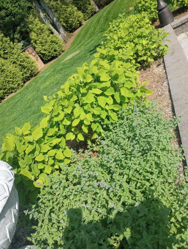 Local yard cleanup service in Mineola, NY by J D Hernandez Landscaping Designing & Planting