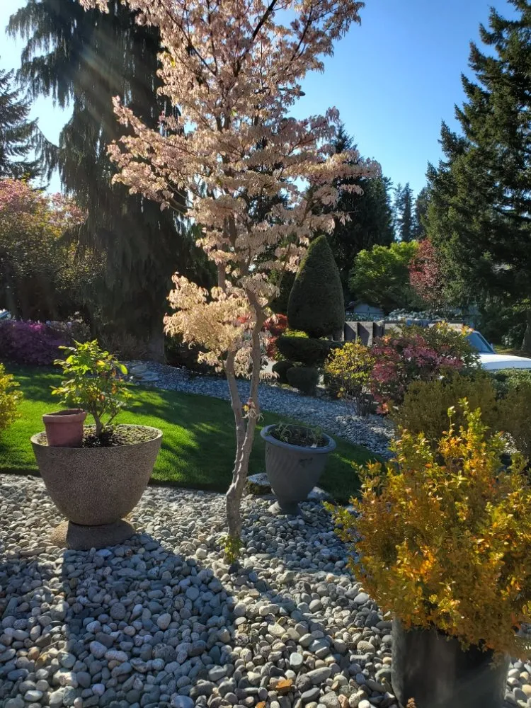 Top-rated yard maintenance in Everett, WA by J D Landscape & More
