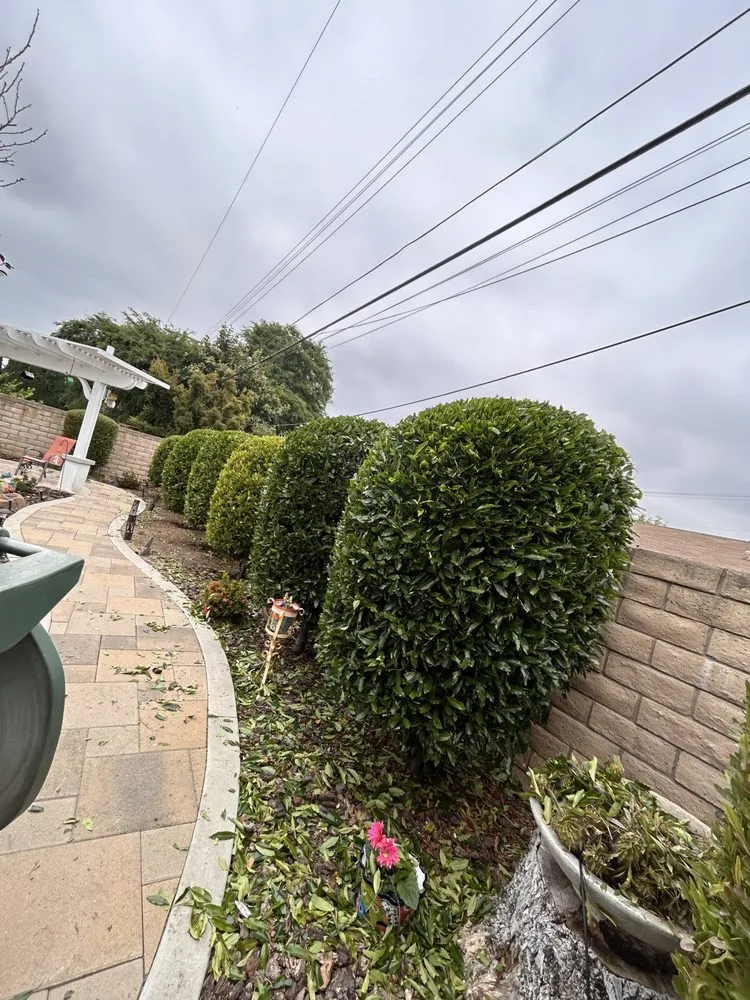 Affordable lawn care service in Azusa, CA - J Eduardo Coc