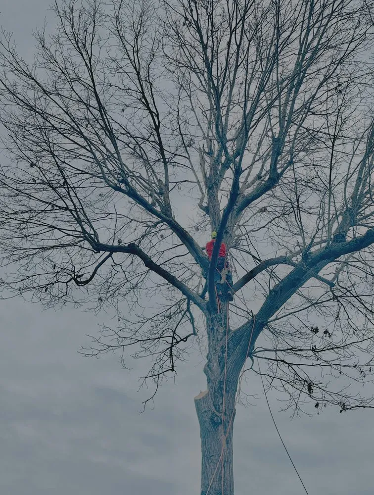 Custom lawn care service for beautiful yards in Greenville, SC by J Escocia S Tree service