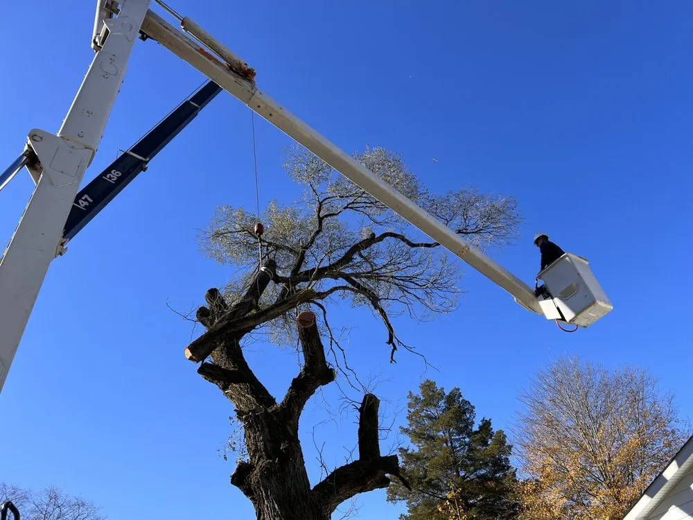 Trusted yard cleanup service in Vineland, NJ - J Fazzio Inland Tree and Landscaping Services