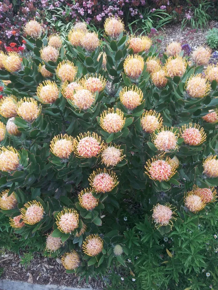 Top-rated yard maintenance in Hermosa Beach, CA - J Goldman Landscaping