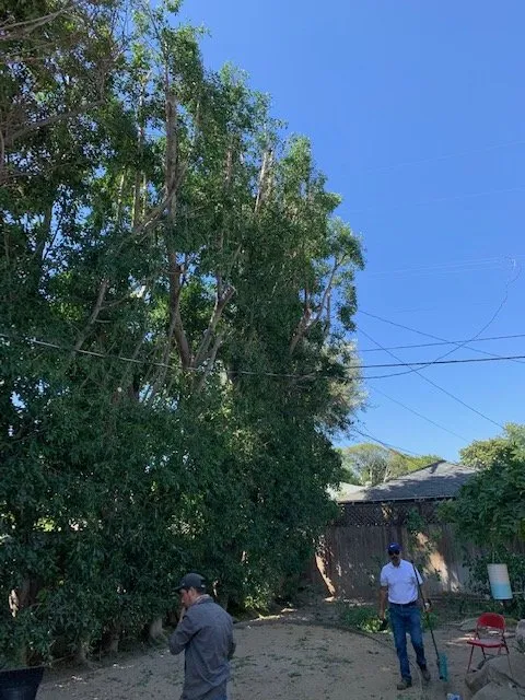 Professional landscaping services experts serving Culver City, CA - J. Gomez Landscaping