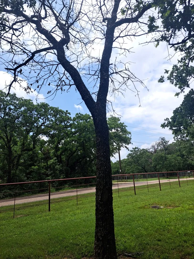 Affordable landscape installation for year-round maintenance across Burleson, TX - J Green Lawn And Tree Service