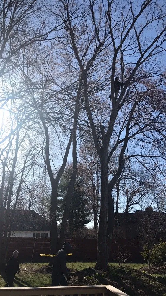 Affordable yard cleanup service in Middletown, NY by J H M Tree Service