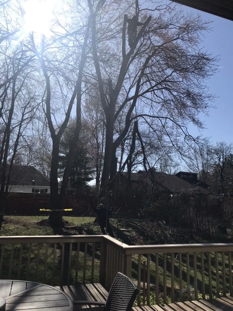 Professional yard cleanup service in Middletown, NY by J H M Tree Service