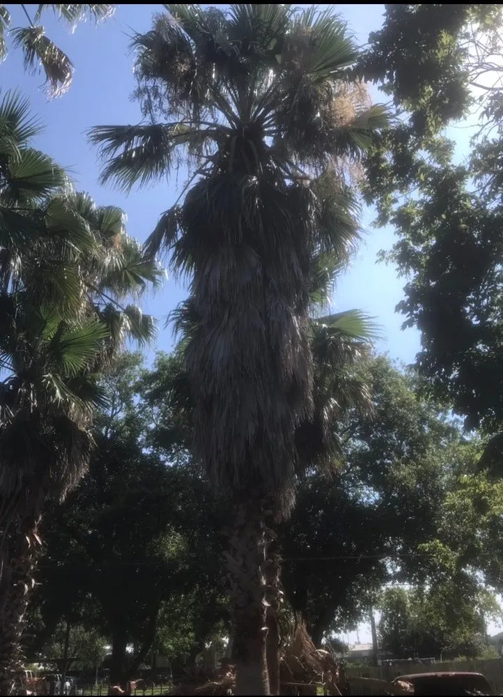 Trusted yard cleanup service for residential properties in College Station, TX by J. Hampton Enterprises