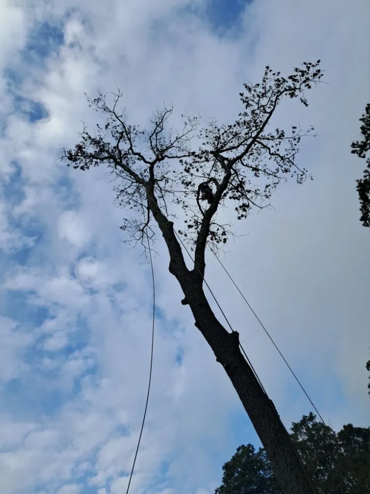 Affordable lawn mowing service for beautiful yards in Danbury, CT by J J Construcción