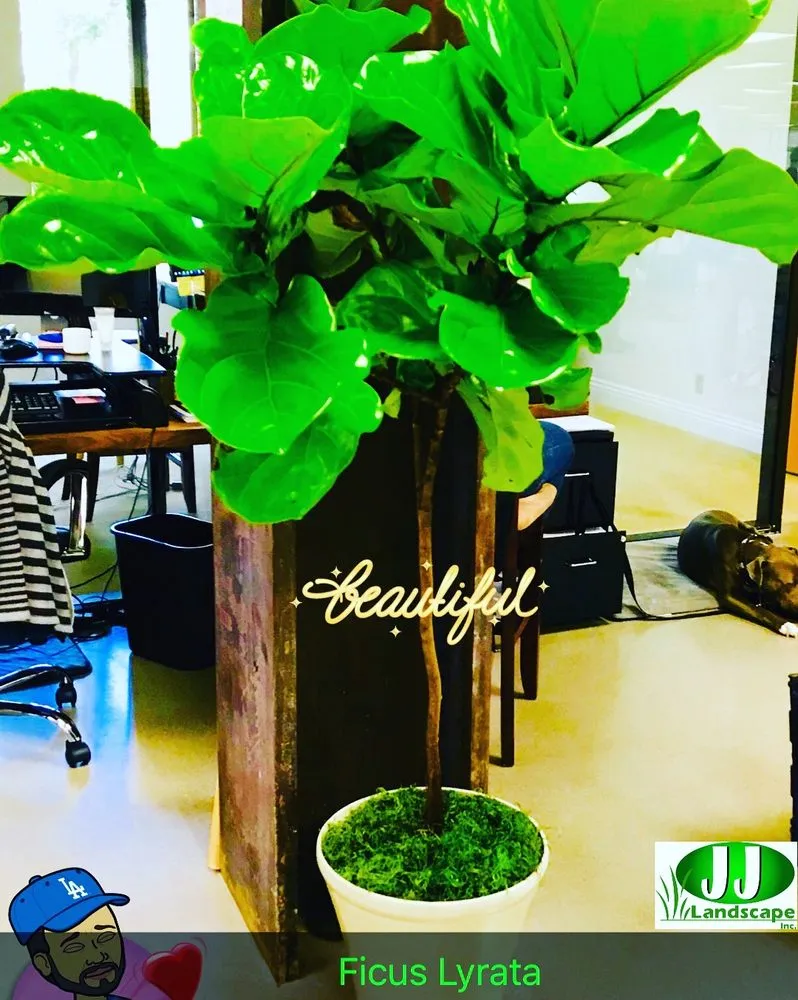 Expert lawn care service experts serving Van Nuys, CA - J J Landscape