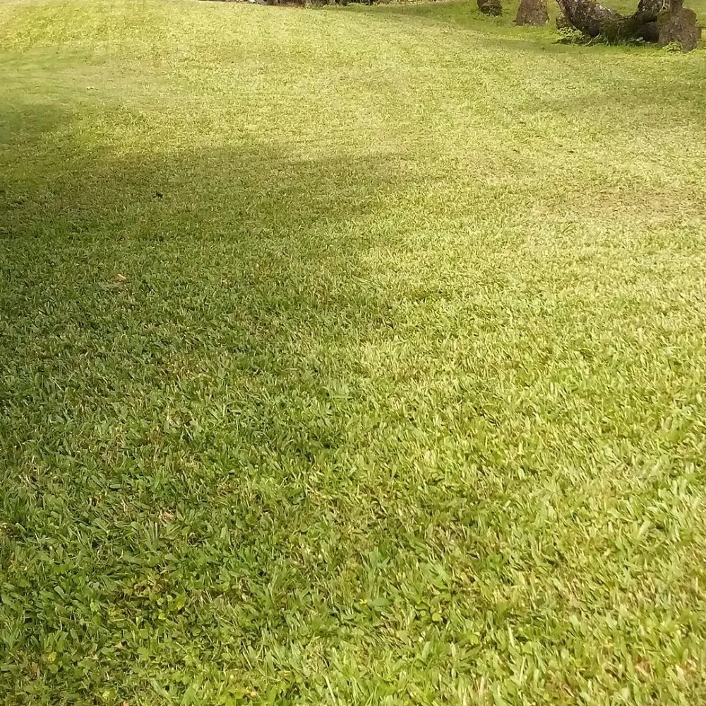 Affordable landscaping services in Papaikou, HI by J. Jose Yard Service