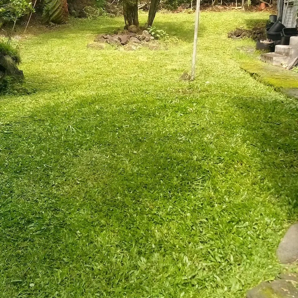 Top-rated landscape design in Papaikou, HI - J. Jose Yard Service