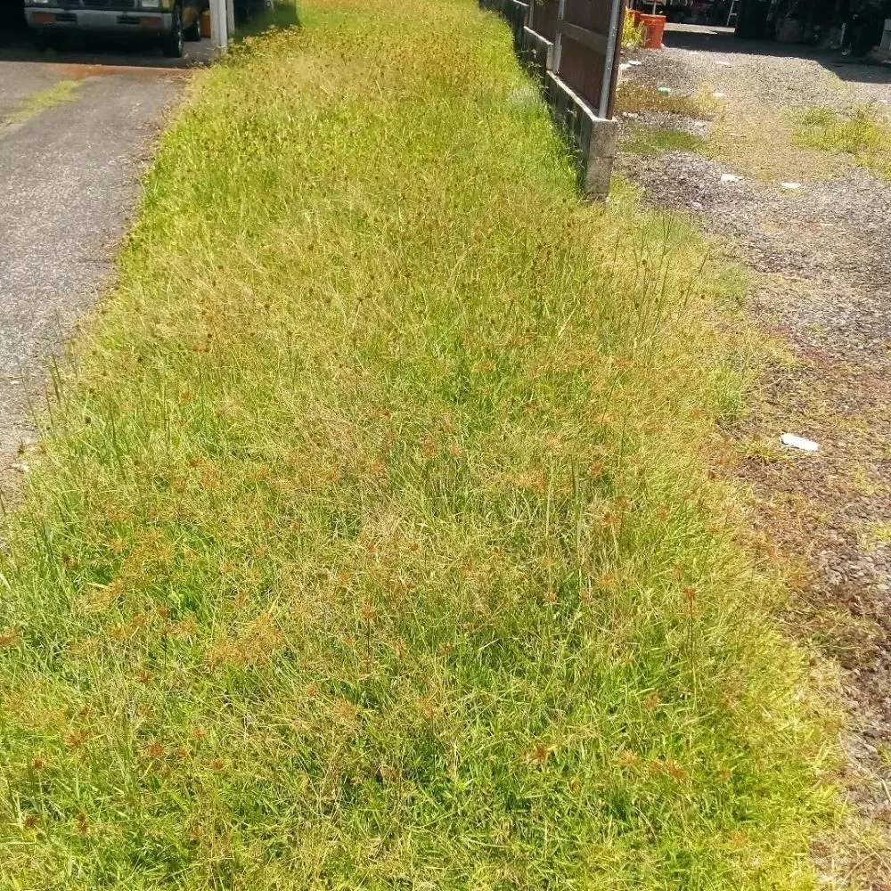 Top-rated residential landscaping for homes in Papaikou, HI by J. Jose Yard Service