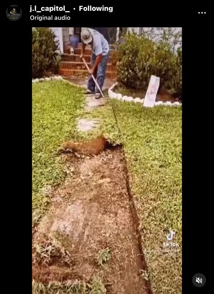 Reliable yard cleanup service in Beaumont, TX by J L Capitol