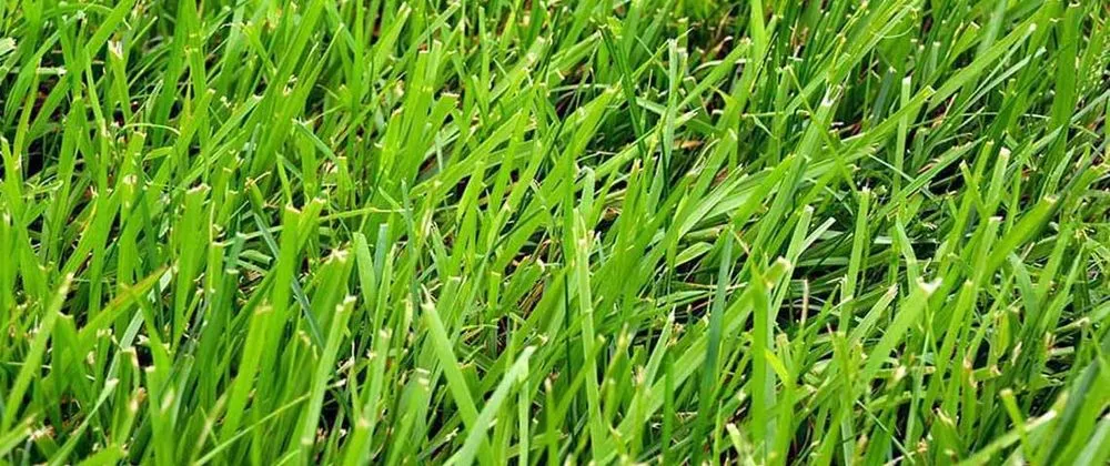 Reliable landscaping services in Inman, SC by J L S