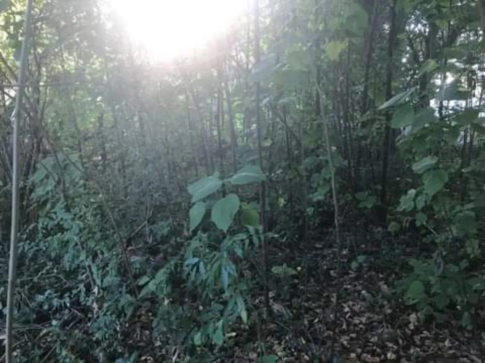 Local garden landscaping near you in Baker, LA by J. Lane & Associates