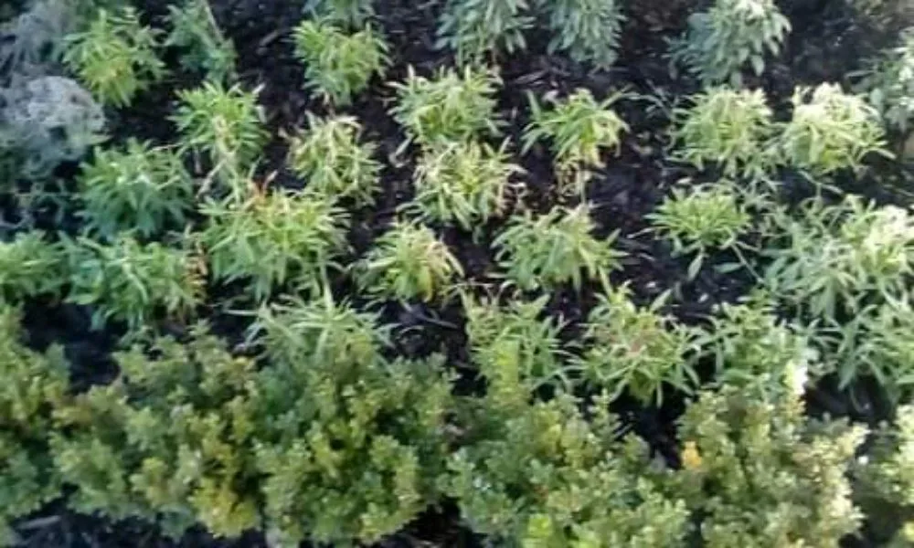 Custom landscaping services for homes across Baker, LA - J. Lane & Associates