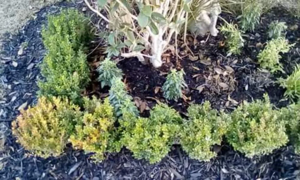 Custom yard maintenance experts serving Baker, LA - J. Lane & Associates