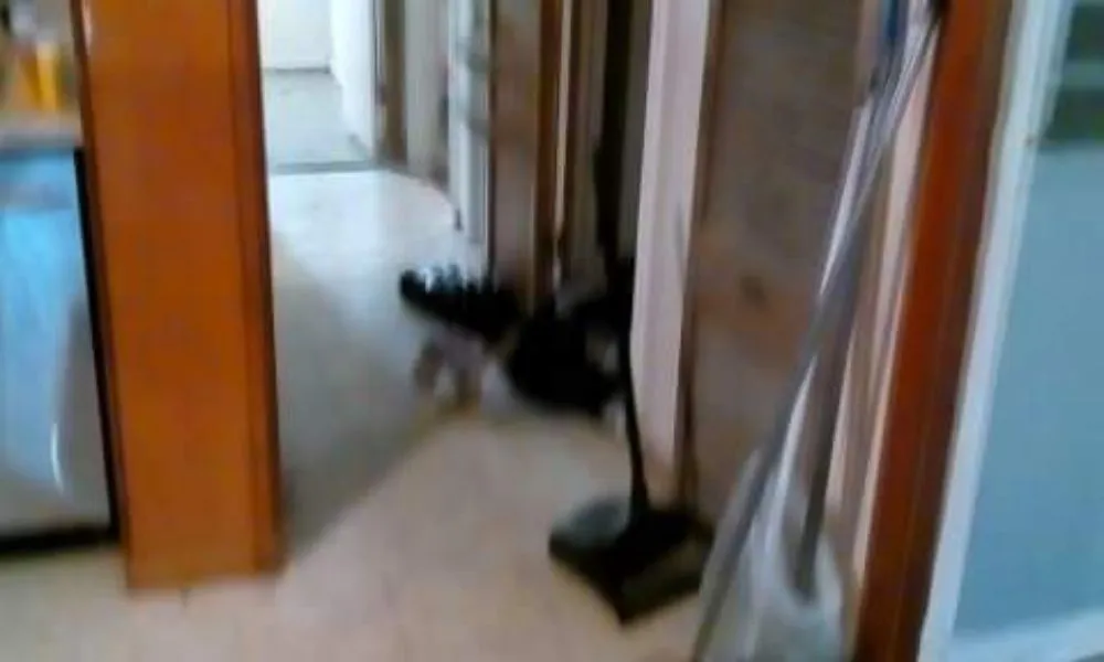 Trusted yard maintenance experts serving Baker, LA - J. Lane & Associates