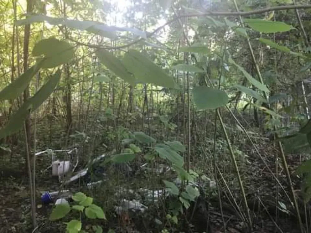 Reliable landscaping services experts serving Baker, LA - J. Lane & Associates