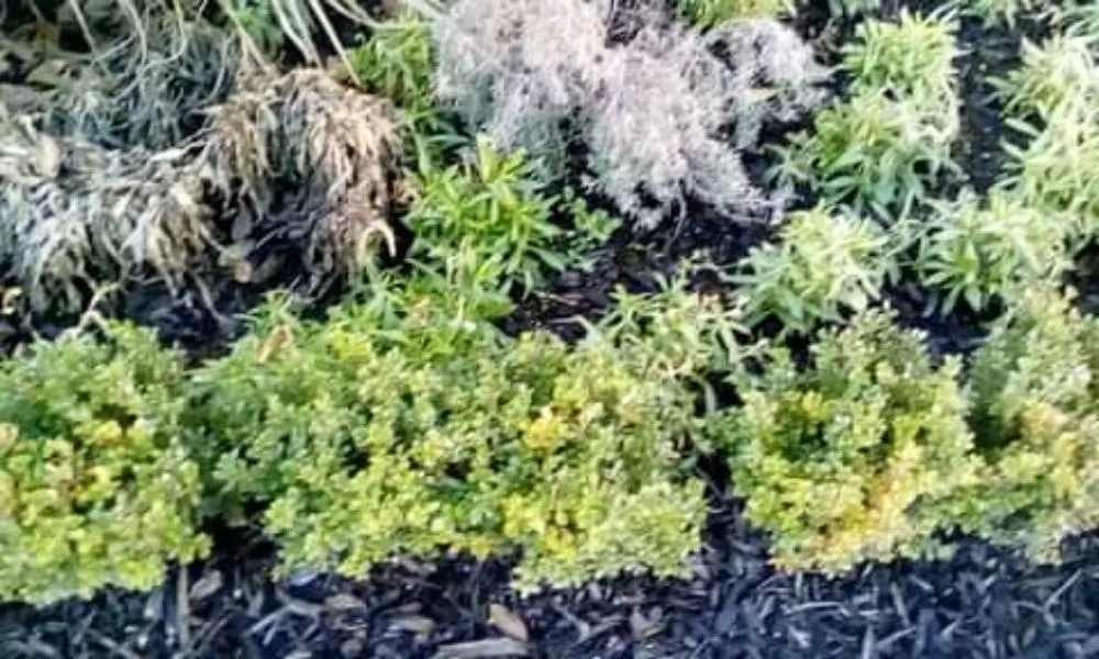 Expert landscape design experts serving Baker, LA - J. Lane & Associates