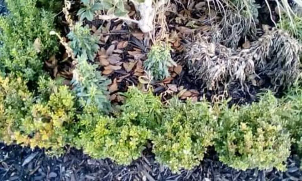 Top-rated residential landscaping in Baker, LA by J. Lane & Associates