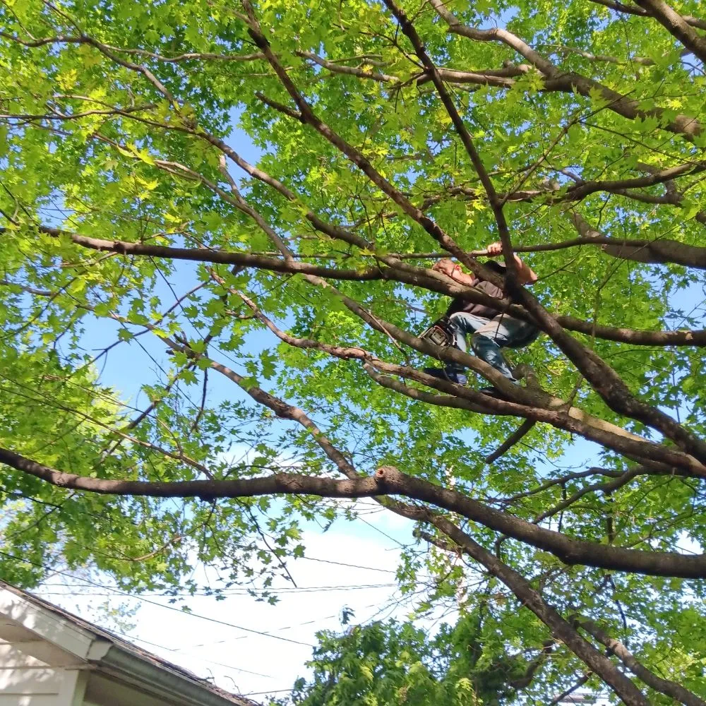 Top-rated lawn mowing service for homes in Dayton, OH by J Lawson and Son A to Z