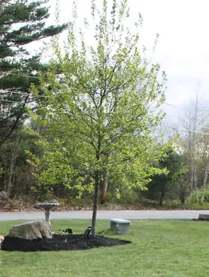 J. LeBlanc and Sons Landscaping