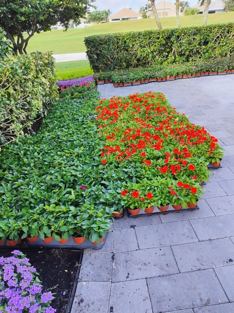 Local landscape installation in Boynton Beach, FL by J LOPEZ Landscape Solution