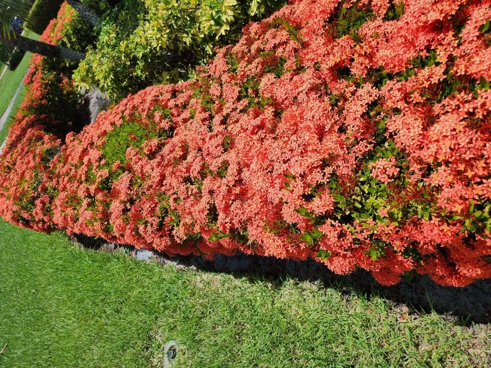 Custom landscape design for homes in Boynton Beach, FL by J LOPEZ Landscape Solution