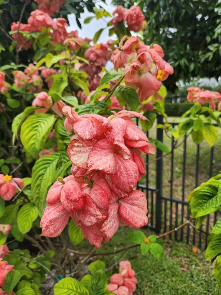 Reliable yard cleanup service in Boynton Beach, FL - J LOPEZ Landscape Solution